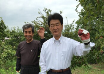 同級生の果樹園で、プラムを収穫しました。取り立ての完熟プラムの糖度は高く、現地でしか味わえません。毎年購入される方への直売と桜国屋(農協の直売所)で、販売されると伺いました。