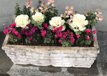 私の地元事務所のフラワーポットが植え替えられました。今回の植栽は、ガーデンシクラメン、金魚草、葉牡丹です。